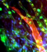 Color enhanced cell scan.